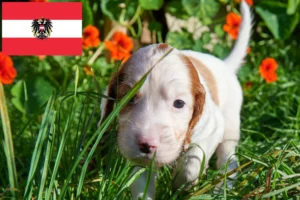 Read more about the article Irish Red and White Setter Züchter und Welpen in Österreich