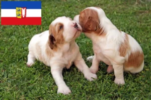 Read more about the article Irish Red and White Setter Züchter und Welpen in Schleswig-Holstein