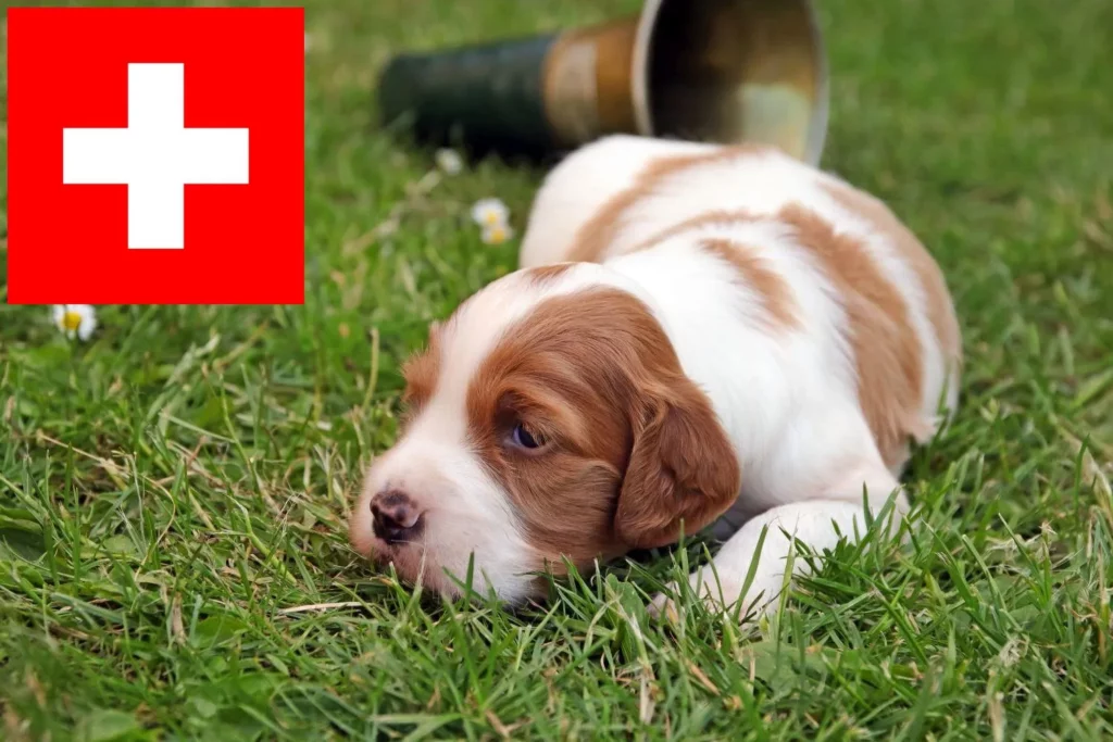 Irish Red and White Setter Züchter mit Welpen Schweiz