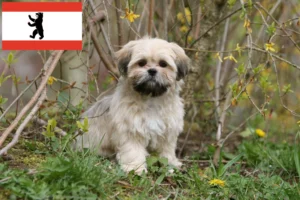 Read more about the article Lhasa Apso Züchter und Welpen in Berlin