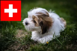 Mehr über den Artikel erfahren Lhasa Apso Züchter und Welpen in der Schweiz