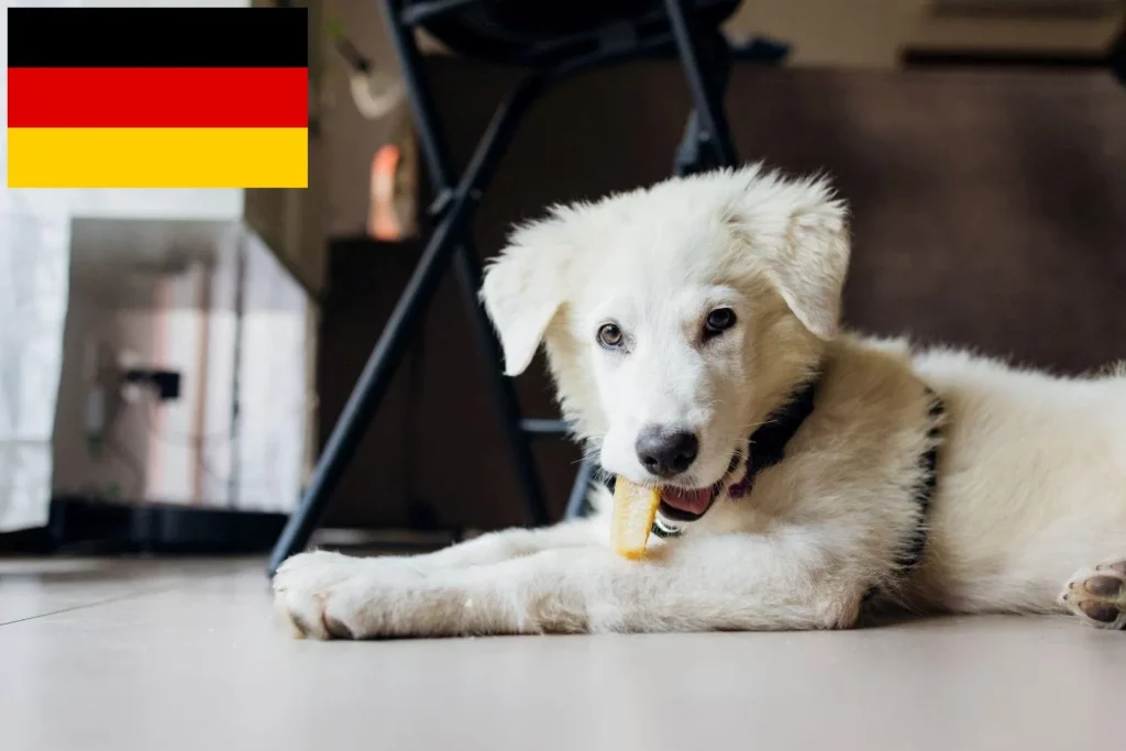 Maremmen-Abruzzen-Schäferhund Züchter mit Welpen Deutschland