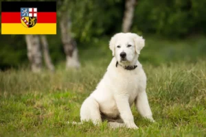 Read more about the article Maremmen-Abruzzen-Schäferhund Züchter und Welpen im Saarland