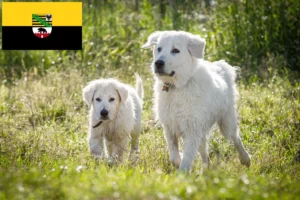 Read more about the article Maremmen-Abruzzen-Schäferhund Züchter und Welpen in Sachsen-Anhalt