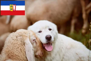 Read more about the article Maremmen-Abruzzen-Schäferhund Züchter und Welpen in Schleswig-Holstein