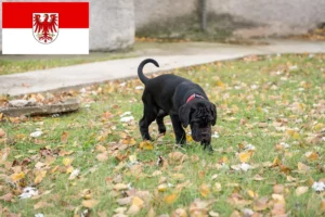 Read more about the article Mastino Napoletano Züchter und Welpen in Brandenburg