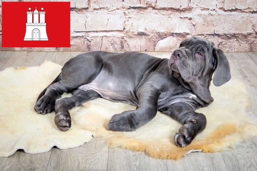 Mastino Napoletano Züchter mit Welpen Hamburg