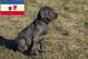 Read more about the article Mastino Napoletano Züchter und Welpen in Mecklenburg-Vorpommern