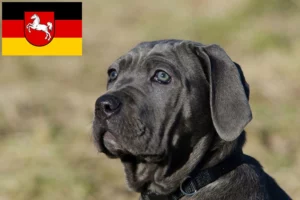 Read more about the article Mastino Napoletano Züchter und Welpen in Niedersachsen