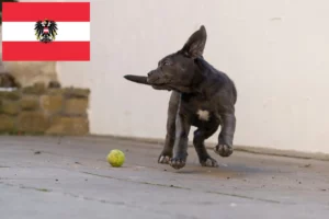 Mehr über den Artikel erfahren Mastino Napoletano Züchter und Welpen in Österreich