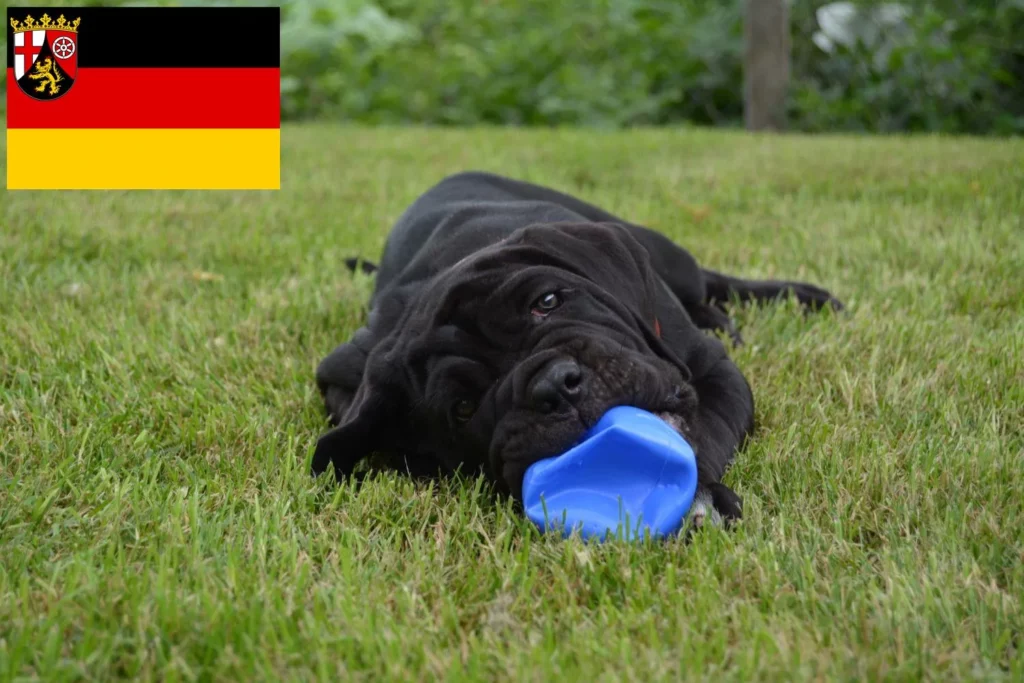 Mastino Napoletano Züchter mit Welpen Rheinland-Pfalz