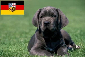 Read more about the article Mastino Napoletano Züchter und Welpen im Saarland