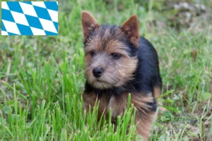 Read more about the article Norwich Terrier Züchter und Welpen in Bayern