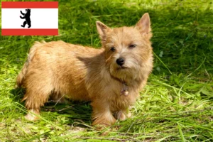 Read more about the article Norwich Terrier Züchter und Welpen in Berlin
