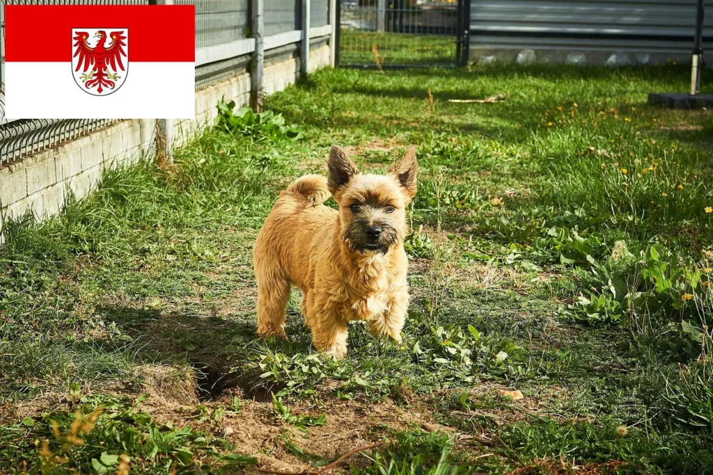 Norwich Terrier Züchter mit Welpen Brandenburg