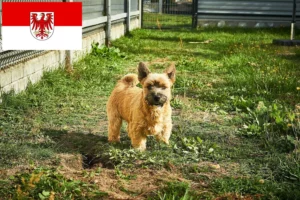 Read more about the article Norwich Terrier Züchter und Welpen in Brandenburg