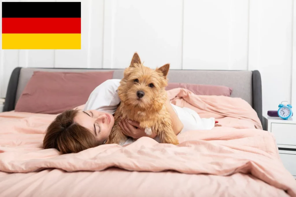 Norwich Terrier Züchter mit Welpen Deutschland