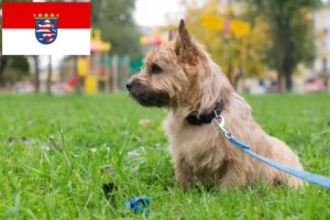 Read more about the article Norwich Terrier Züchter und Welpen in Hessen