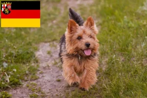 Read more about the article Norwich Terrier Züchter und Welpen in Rheinland-Pfalz