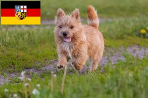 Read more about the article Norwich Terrier Züchter und Welpen im Saarland
