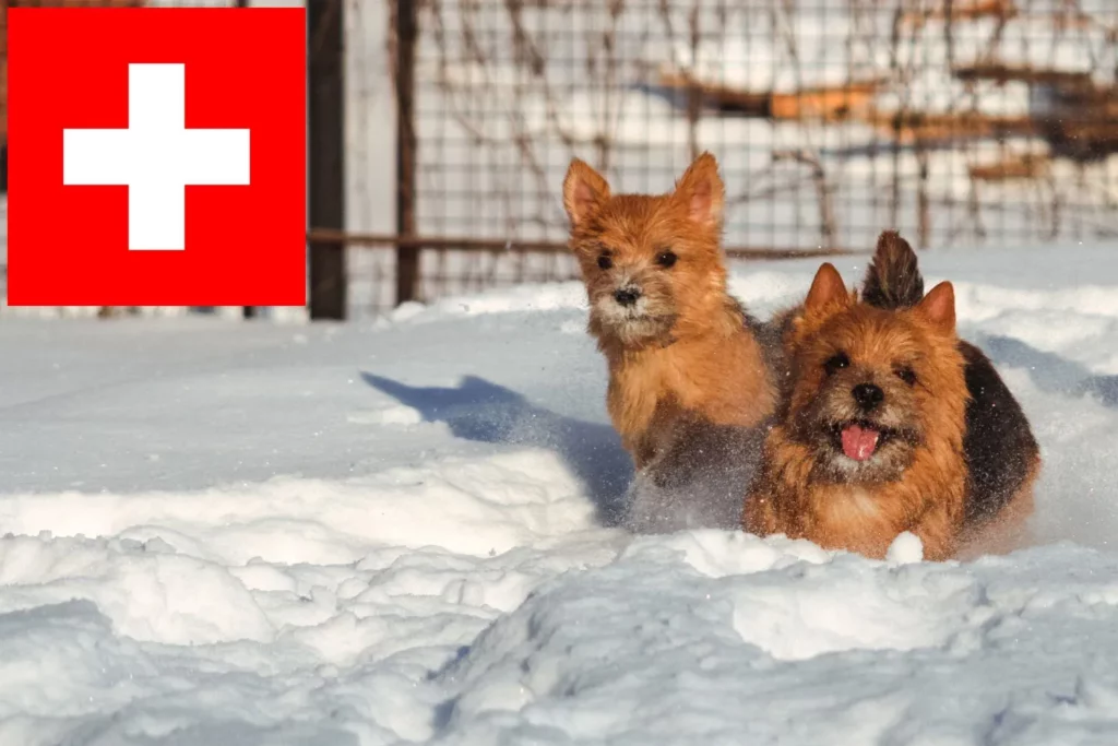 Norwich Terrier Züchter mit Welpen Schweiz