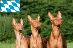 Read more about the article Pharaonenhund Züchter und Welpen in Bayern