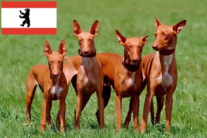 Read more about the article Pharaonenhund Züchter und Welpen in Berlin
