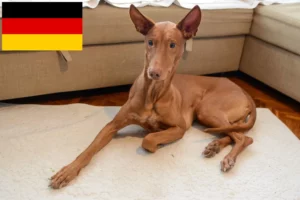 Read more about the article Pharaonenhund Züchter und Welpen in Deutschland