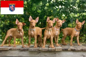 Read more about the article Pharaonenhund Züchter und Welpen in Hessen