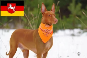 Read more about the article Pharaonenhund Züchter und Welpen in Niedersachsen