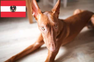 Read more about the article Pharaonenhund Züchter und Welpen in Österreich