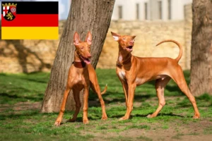 Read more about the article Pharaonenhund Züchter und Welpen in Rheinland-Pfalz