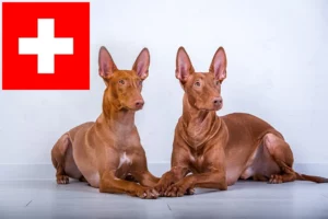 Read more about the article Pharaonenhund Züchter und Welpen in der Schweiz