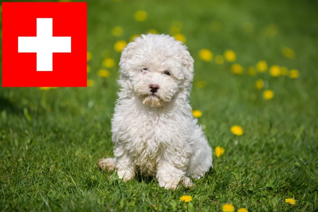 Puli Züchter mit Welpen Schweiz