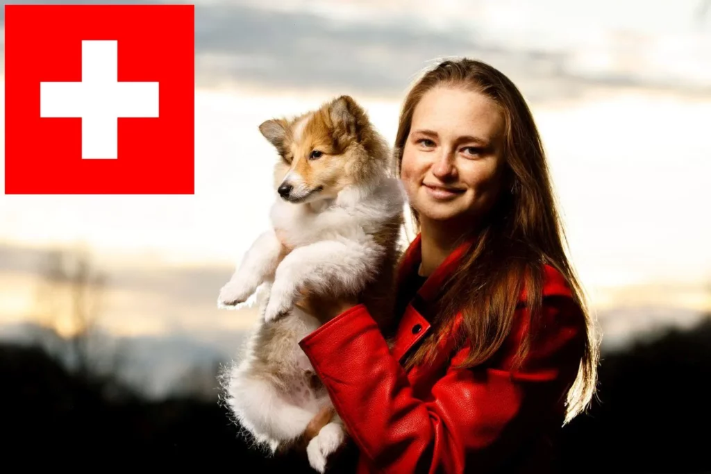 Sheltie Züchter mit Welpen Schweiz