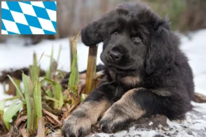 Read more about the article Tibetdogge Züchter und Welpen in Bayern