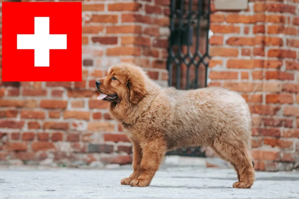 Tibetdogge Züchter mit Welpen Schweiz