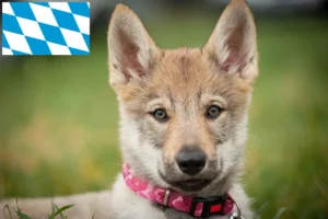 Read more about the article Tschechoslowakischer Wolfhund Züchter und Welpen in Bayern