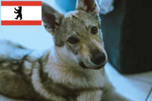 Read more about the article Tschechoslowakischer Wolfhund Züchter und Welpen in Berlin
