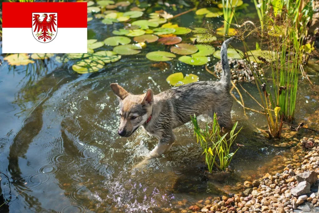 Tschechoslowakischer Wolfhund Züchter mit Welpen Brandenburg