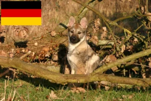 Read more about the article Tschechoslowakischer Wolfhund Züchter und Welpen in Deutschland