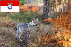 Read more about the article Tschechoslowakischer Wolfhund Züchter und Welpen in Hessen