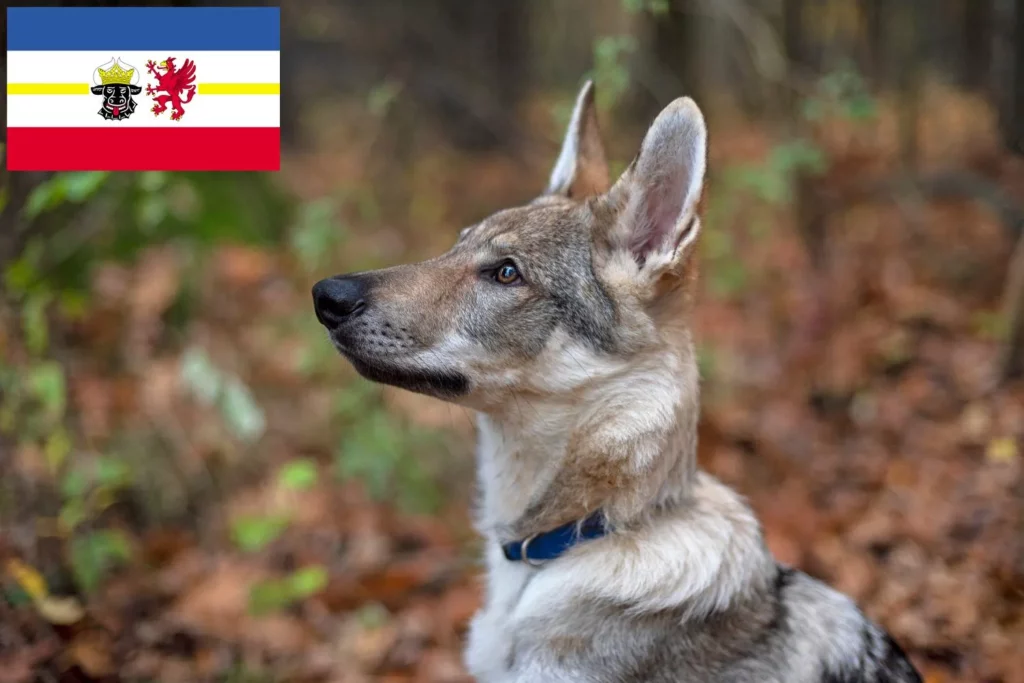 Tschechoslowakischer Wolfhund Züchter mit Welpen Mecklenburg-Vorpommern