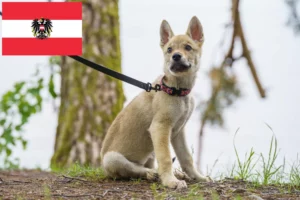 Read more about the article Tschechoslowakischer Wolfhund Züchter und Welpen in Österreich