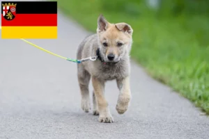 Read more about the article Tschechoslowakischer Wolfhund Züchter und Welpen in Rheinland-Pfalz