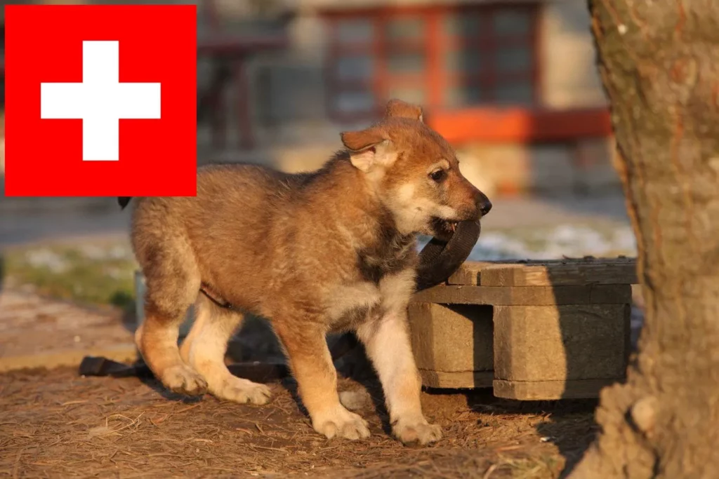 Tschechoslowakischer Wolfhund Züchter mit Welpen Schweiz