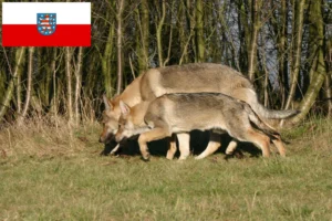 Read more about the article Tschechoslowakischer Wolfhund Züchter und Welpen in Thüringen