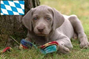 Read more about the article Weimaraner Züchter und Welpen in Bayern