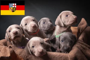 Read more about the article Weimaraner Züchter und Welpen im Saarland