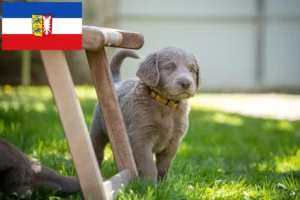 Read more about the article Weimaraner Züchter und Welpen in Schleswig-Holstein